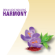 Brandenburg Harmony